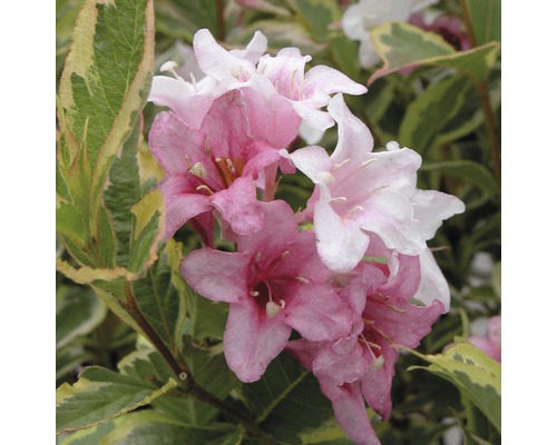 Blüten der Weigelie im Detail