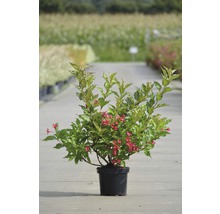 Blühende Weigelie im Topf für den Garten