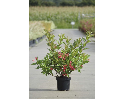Blühende Weigelie im Topf für den Garten