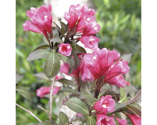 Blühende Weigelie im Garten