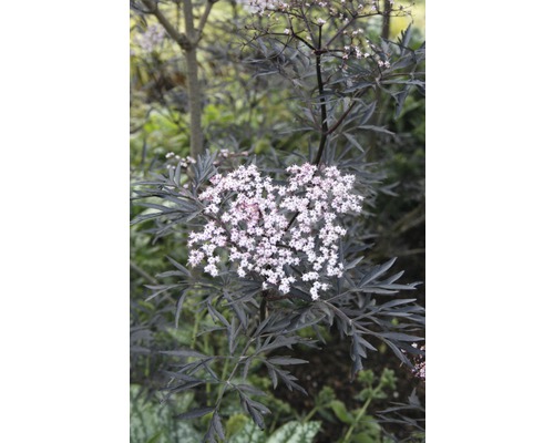 Holunderpflanze mit dunklen Blättern und weißen Blüten