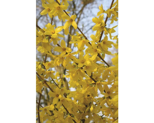 Goldglöckchen, Forsythie FloraSelf Forsythia intermedia 'Week End'® H 60-80 cm Co 4 L Goldglöckchen, Forsythie FloraSelf Forsythia intermedia 'Week End'® H 60-80 cm Co 4 L
