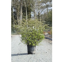 Weiße Rispenspiere, Aschgrauer Spierstrauch FloraSelf Spiraea cinerea 'Grefsheim' H 60-80 cm Co 15 L