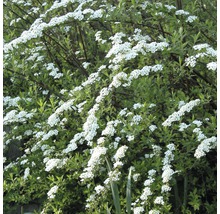 Weiße Rispenspiere, Aschgrauer Spierstrauch FloraSelf Spiraea cinerea 'Grefsheim' H 60-80 cm Co 15 L
