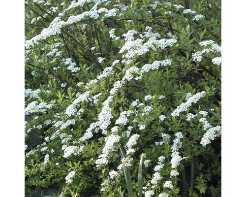 Blühender Spierstrauch im Garten