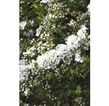 Weiße Rispenspiere, Aschgrauer Spierstrauch FloraSelf Spiraea cinerea 'Grefsheim' H 60-80 cm Co 15 L