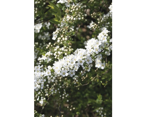 Weiße Rispenspiere, Aschgrauer Spierstrauch FloraSelf Spiraea cinerea 'Grefsheim' H 60-80 cm Co 15 L