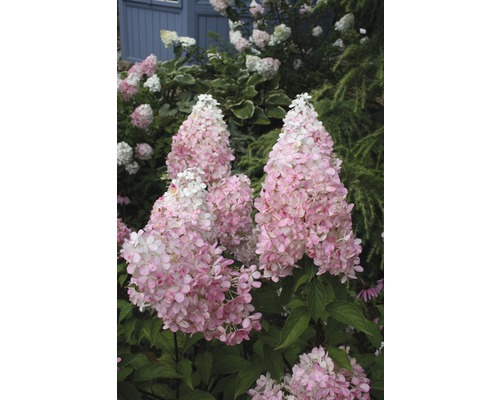 Rispenhortensie im Garten