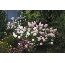 Rispenhortensie FloraSelf Hydrangea paniculata 'Pinky Winky' H 80-100 cm Co 15 L-thumb-1