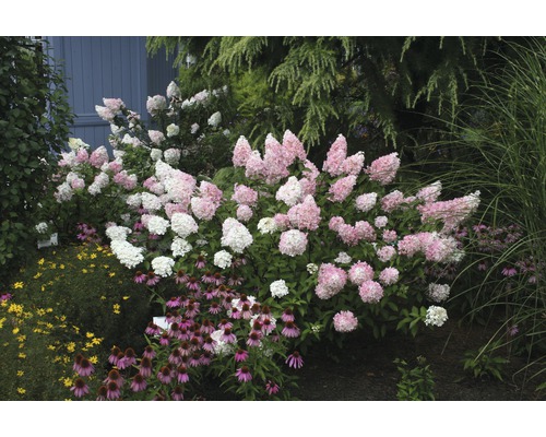 Szene mit verschiedenen Gartenblumen und Sträuchern