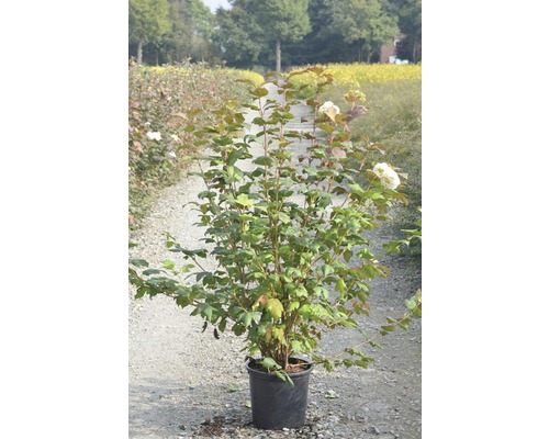 Gefüllter Schneeball, Echter Schneeball FloraSelf Viburnum opulus 'Roseum' H 100-125 cm Co 15 L