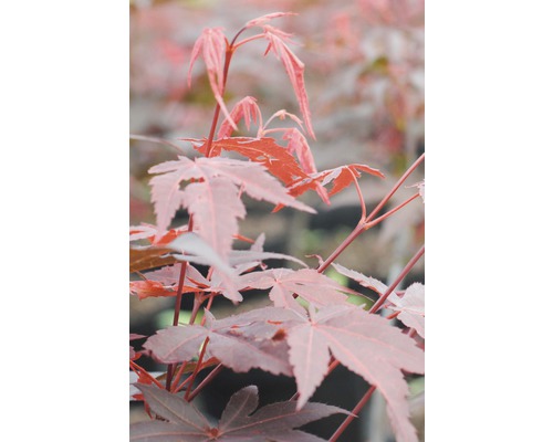 Roter Fächerahorn FloraSelf Acer palmatum 'Atropurpureum' H 40-60 cm Co 4 L