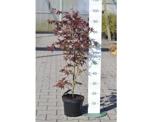 Japanischer Ahorn im Topf mit Größenangabe