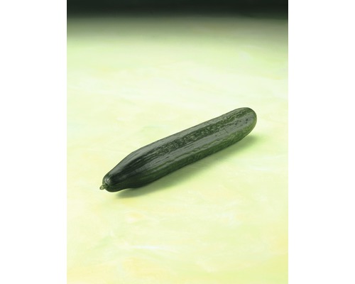 Eine Salatgurke