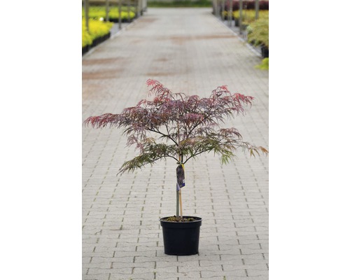 Japanischer Ahorn im Topf