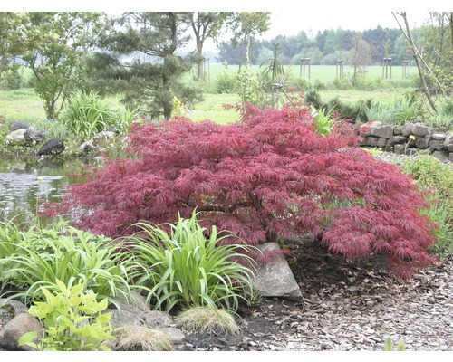 Japanischer Ahornbaum im Garten neben einem Teich
