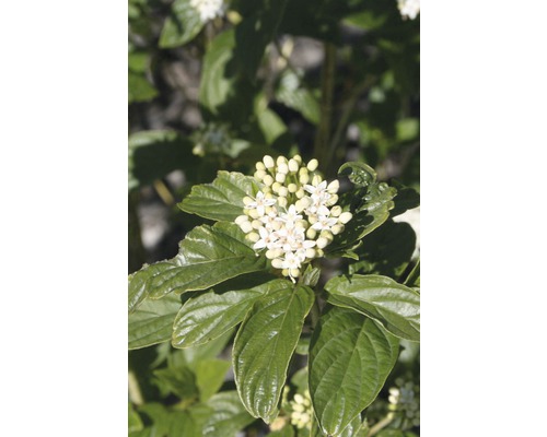 Seidiger Hartriegel FloraSelf Cornus stolonifera 'Flaviramea' H 50-60 cm Co 4 L