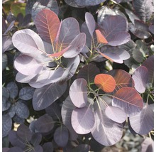 Roter Perückenstrauch FloraSelf Cotinus coggygria 'Royal Purple' H 50-60 cm Co 4 L