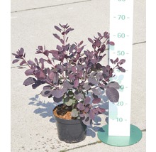 Roter Perückenstrauch FloraSelf Cotinus coggygria 'Royal Purple' H 50-60 cm Co 4 L