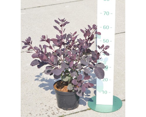 Roter Perückenstrauch FloraSelf Cotinus coggygria 'Royal Purple' H 50-60 cm Co 4 L Perückenstrauch im Topf mit Größenangabe in Zentimetern.