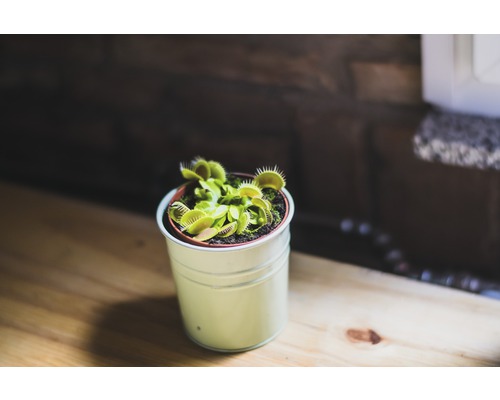 Venusfliegenfalle in einem Topf auf einem Tisch