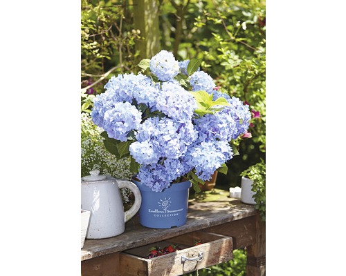 Blauer Hortensienstrauch der Endless Summer Collection im Topf auf einem Gartentisch