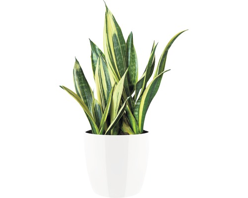 Sansevieria in einem weißen Topf