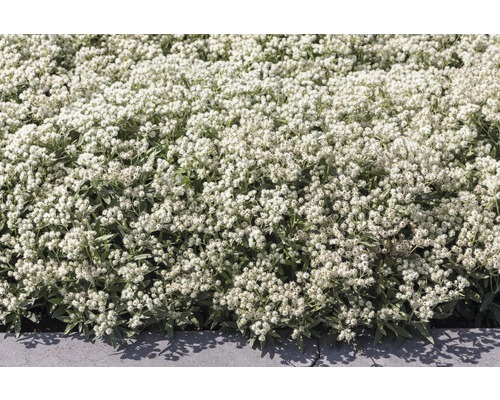 Silberimmortelle Pflanze im Gartenbeet