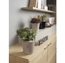 Dekoratives Wohnzimmer mit Zimmerpflanzen und Holzkommode