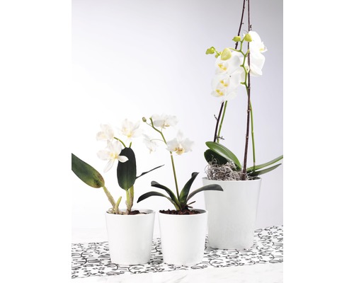 Drei weiße Orchideen in weißen Töpfen auf gemustertem Untergrund.