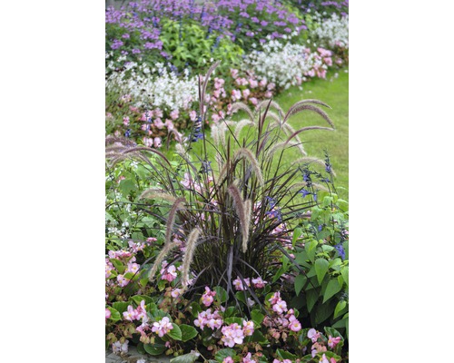 Rotes Lampenputzergras FloraSelf Pennisetum advena 'Summer Samba' H 20-50 cm Co 6 L