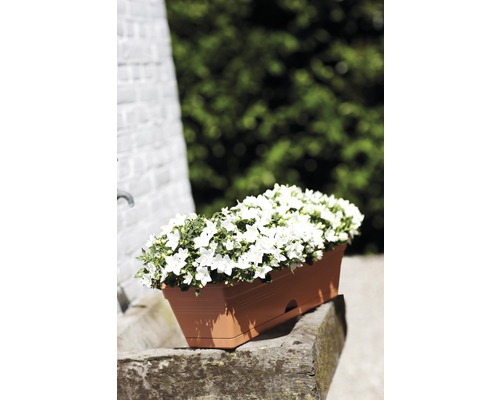 Blumenkasten mit weißen Glockenblumen auf Stein