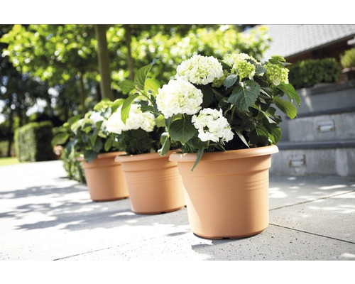 Drei Hortensien in Pflanzgefäßen im Freien