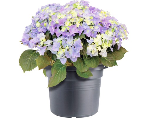 Hortensie im Topf