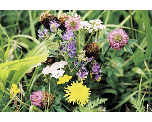 Nahaufnahme von Wiesenblumen wie Klee, Schafgarbe und Löwenzahn