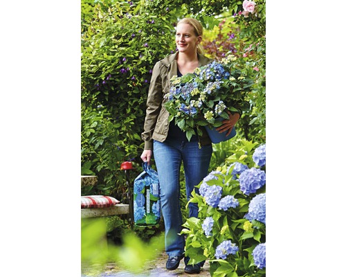 Frau trägt Hortensienpflanze und Blumenerde durch den Garten.
