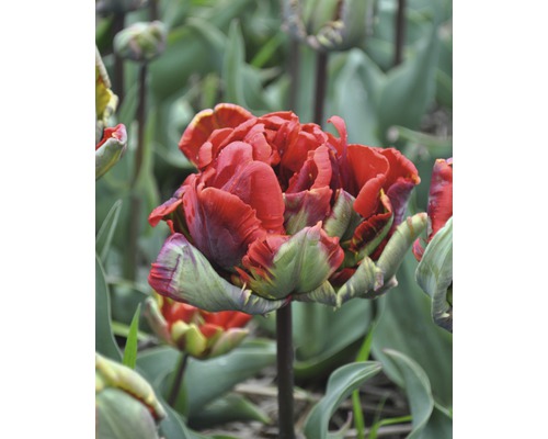 Rote gefüllte Tulpe im Gartenbeet