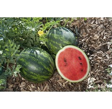 Drei Wassermelonen, eine davon angeschnitten, liegen auf Mulch