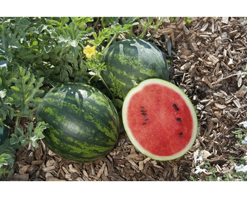 Drei Wassermelonen, eine davon angeschnitten, liegen auf Mulch