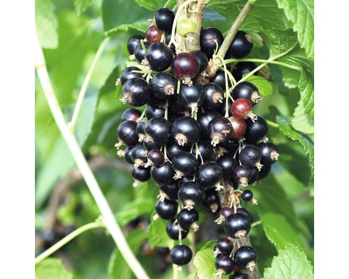Johannisbeeren Johannisbeerstrauch kaufen bei HORNBACH