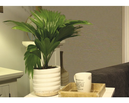 Zimmerfächerpalme in gerilltem Topf mit Kaffeetasse