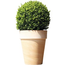 Kugelbuchsbaum im Topf