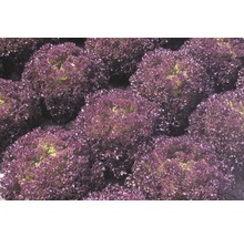 Feld mit Pflücksalat