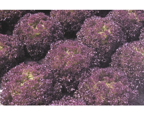 Feld mit Pflücksalat