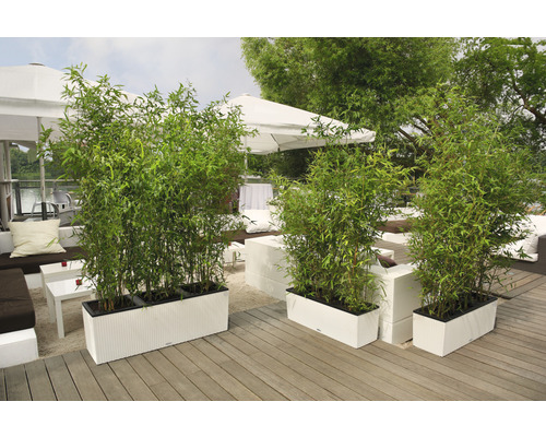 Szenische Ansicht von Bambus in Pflanzkästen auf einer Terrasse.