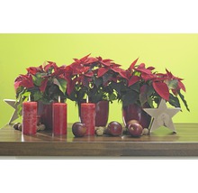 Weihnachtsdekoration mit Weihnachtssternen, Kerzen, Äpfeln, Nüssen und Sternen auf einem Holztisch.