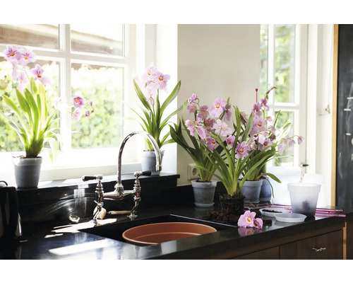 Helle Küche mit rosa Orchideen in Töpfen auf einer Arbeitsplatte