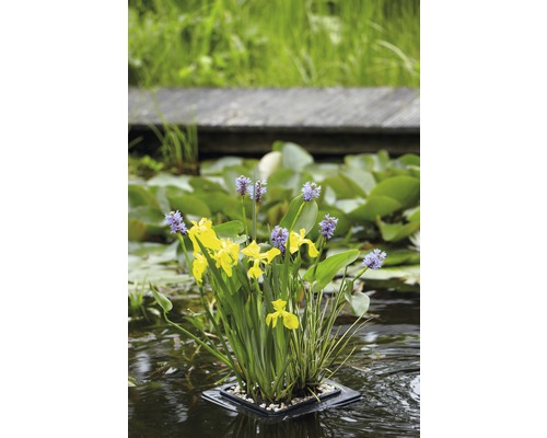 Teichpflanzen Set für Miniteich FloraSelf 18x18 cm Korb inkl. Treibring