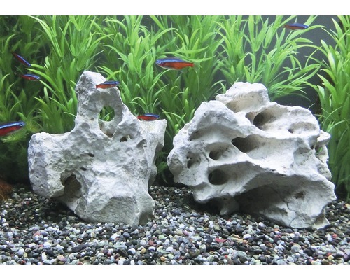 Dekoratives Aquarium mit Steinen, Pflanzen und Fischen