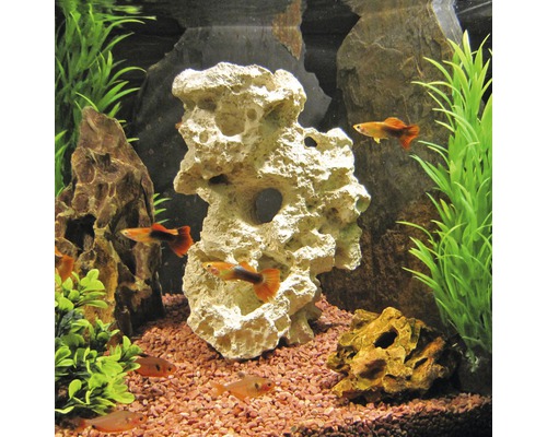 Dekoratives Aquarium mit Fischen, Pflanzen und Steinen